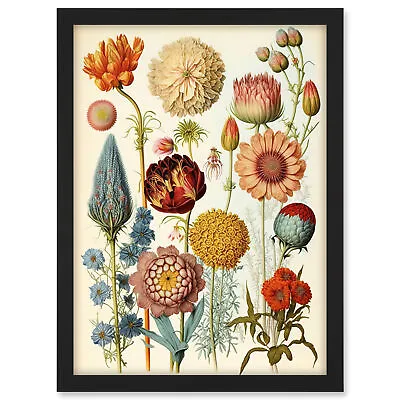 Vintage Botanical Illustration Ernst Haeckel Style Framed Art Picture Print A3 • $33.59