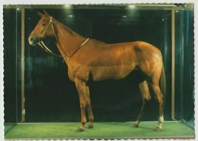 Stamp Australia 50c Phar Lap On 1985 Postcard With Melbourne Cup Postmark Nice • $25