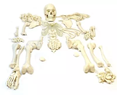 Bilateral Disarticulated Human Skeleton Model Disarticulated Bone Set 5 FEET • $499.09