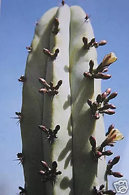 Myrtillocactus Geometrizans Cacti Cactus Seed 20 SEEDS • $9.99