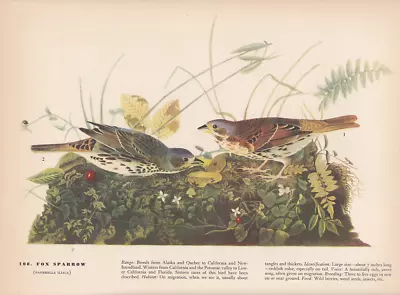 Audubon 1942 Vintage Birds #108  Fox Sparrow  Full Color Art Plate Lithograph • $1.75