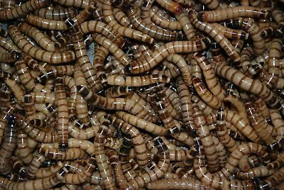 100 LIVE Large Superworms. Free Shipping! • $19.99