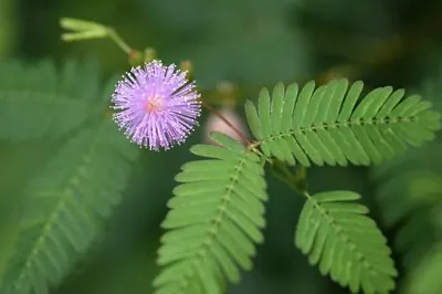 200 Mimosa Pudica Seeds. Sensitive Plant. 200 Fresh Seeds! • $4.99