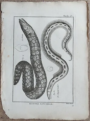 Antique Fish Print Moray Eel Spotted Snake Eel Panckoucke 1788 • $105