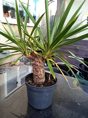 Yucca Plant • £10