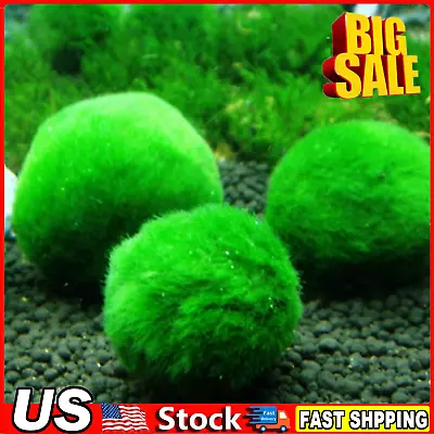 3PCS Marimo Moss Ball 4cm Cladophora Live Aquarium Plant Fish Aquarium Decor New • $12.87