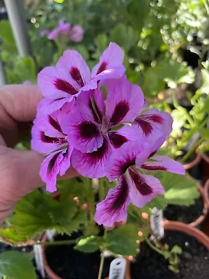 £9.99 • Buy Regal Pelargonium Aristo Lilac Purple Basket Patio Flower Plant In 1L Pot