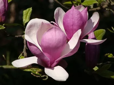 Saucer Magnolia Tree Seeds To Plant Trees With Flowers That Look Like Saucer Cup • $12.96