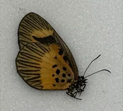 Butterfly X1 Male  Mimacraea Maesseni  (Ghana) • $15.79