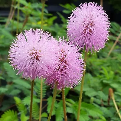 SUNSHINE Pink Mimosa Sensitive Plant Flowering Ground Cover Unusual PomPom Bloom • $29.99