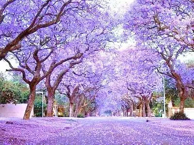 Royal Empress Tree Paulownia Elongata Flowering Tree Wood Bonsai Seed 10 Seeds • $8.99