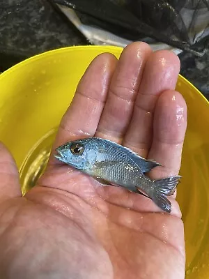 Aulonocara Turquoise Sub Adult Pair African Cichlid Malawi Tropical Fish • £35