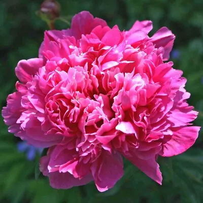 2 Litre Paeonia 'Madame Emile Debatene' Fragrant Double Flower Peony • £10