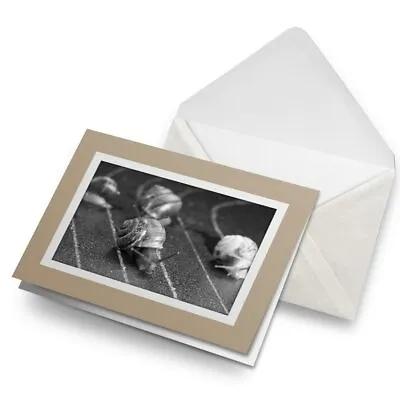 Greetings Card (Biege) BW - Racing Snails Race Funny Insect Snail #43556 • £4.99