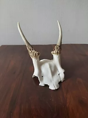 Fallow Buck Pricket Deer Skull Taxidermy Antlers  • £39.99