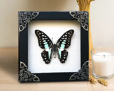 4.7 X4.7  Butterfly Framed Wall Hanging Decor Real Taxidermy Insect Bug • $26.60
