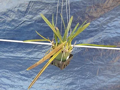 RARE Encyclia Ghillanyi Bloom Size 4  Pot RECENTLY IMPORTED SPECIES • $50