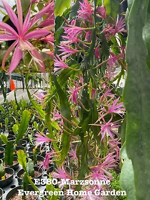 Rooted Epiphyllum Orchid Cactus “Marzsonne” Growing In 4” Starter Pot. • $25
