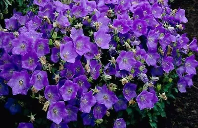 10000 Seeds Campanula Carpatica Blue Bellflower+4  FREE REUSABLE PLANT LABEL • £1.85