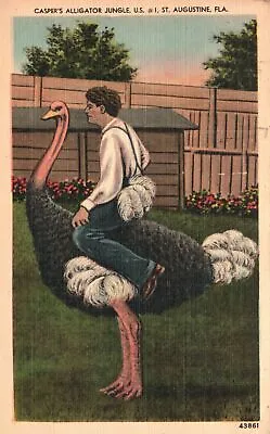 $8.95 • Buy Vintage Postcard 1951 Casper's Alligator Jungle Giant Ostrich St. Augustine Fla.