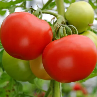 Tomato 'Supermarmande' Plug Plant X 5. Large Red Beefsteak Tomato Sweet & Juicy • £8.95