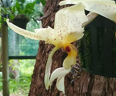 Stanhopea Peninsula Variable • $25