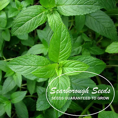 SCARBOROUGH SEEDS 1000 Mint Peppermint  Herb Seeds NON-GMO Heirloom Vegetable ! • $2.99