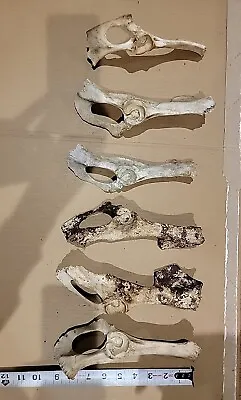 Lot Of 6 Authentic Animal Bones Deer Bones Animal Natural Skeleton Bones • $24.99