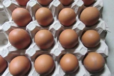 6 Free Range Hatching Eggs Maran North Wales • £15