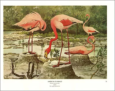 1968 Vintage Print American Flamingo Bird Birds Tree Trees Art Home Wetlands • $24.88