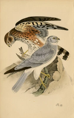 £81 • Buy Antique Print-Depiction Of Two Hen Harriers-Vol. I-Plate 19-Meÿer-1852