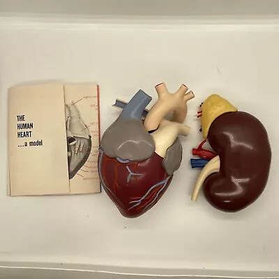 Vintage Anatomical Heart And Kidney Model • $90