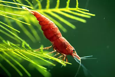 10+1 Fire Red Cherry Shrimp Neocaridina S LIVE Freshwater Shrimp Live Guarantee! • $27