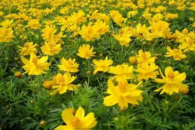 15 Cosmic Yellow Cosmos Seeds - Branching Multi Bloom Variety • £2.39