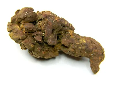 $13.27 • Buy Coprolite From A Giant Ancient Turtle Fossil Madagascar 25.04 Grams