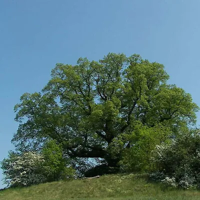 Tilia Platyphyllos - 30 Seeds - Large-Leaved Lime / Large-Leaved Linden • £1.50