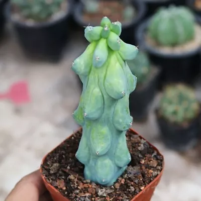 Plant-Myrtillocactus Geometrizans Fukurokuryuzinboku (Tall 4 )|Boobie Cactus • $24.99