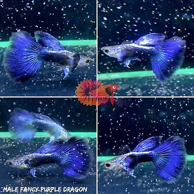 1 Pair - Fancy Purple Dragon Guppy - Live Aquatic Guppy Fish Premium Grade A+++ • $28.70