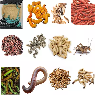 Live Pet Reptile Insect Feeders - Living Bugs Grubs Bearded Dragon Food & Bait • $85