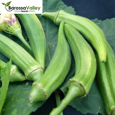 OKRA CLEMSON SPINELESS 20 Seeds GUMBO LADYS FINGER vegetable GardenSAME DAYPOST  • $4.13
