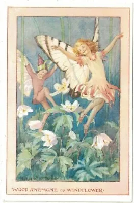 Vintage Postcard Wood Anemone Or Windflower By Margaret Tarrant Fairies • £2.25