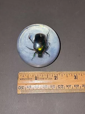 Vintage Japanese Beetle In Lucite Plastic Bubble Paperweight • $13.58