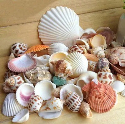 Sea Shells Beach Mixed Shell Craft Table Decor Aquarium Fish Tank Small Medium • £3.99