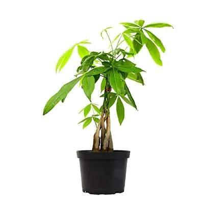 Money Tree Plant Indoor House Plants Chinese Money Plant Decor Bonsai Tree Feng  • $27.56