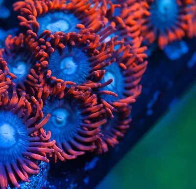 Fire And Ice  Zoa Marine Coral (3+ Polyps )  • £12