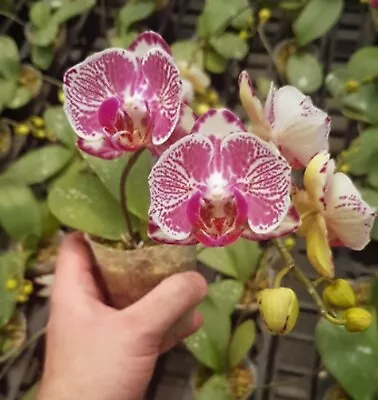 Phalaenopsis Orchid - P. OX Prince 'Peloric' • $0.99