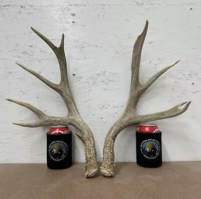 6x5 MATCHING MULE DEER ANTLER NATURAL SHEDS -TAXIDERMY CABIN DECOR - Lot (461) • $69.95