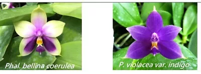 $35 • Buy FPOrchids Phal. Bellina Coerulea X Phal. Violacea Var. Indigo