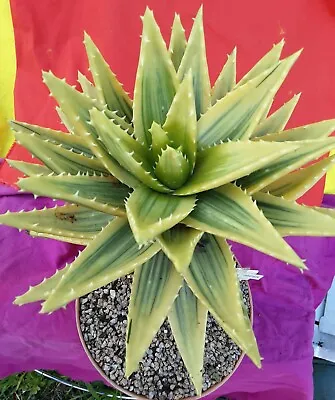 Aloe Brevifolia  Yellow  Variegata - # 2 • $35