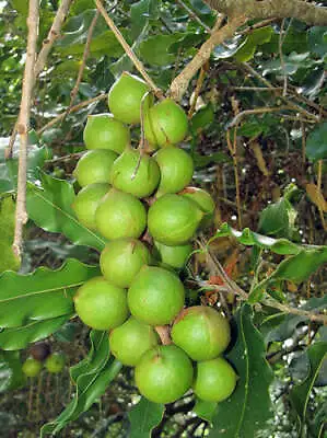 Macadamia Integrifolia | Queensland Nut | 10 Seeds • $9.79